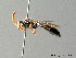  ( - BC ZSM HYM 05637)  @11 [ ] CreativeCommons - Attribution Non-Commercial Share-Alike (2010) Stefan Schmidt SNSB, Zoologische Staatssammlung Muenchen