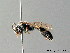  ( - BC ZSM HYM 05638)  @13 [ ] CreativeCommons - Attribution Non-Commercial Share-Alike (2010) Stefan Schmidt SNSB, Zoologische Staatssammlung Muenchen
