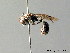  ( - BC ZSM HYM 05639)  @11 [ ] CreativeCommons - Attribution Non-Commercial Share-Alike (2010) Stefan Schmidt SNSB, Zoologische Staatssammlung Muenchen