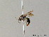  ( - BC ZSM HYM 05676)  @12 [ ] CreativeCommons - Attribution Non-Commercial Share-Alike (2010) Stefan Schmidt SNSB, Zoologische Staatssammlung Muenchen