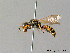  ( - BC ZSM HYM 05692)  @13 [ ] CreativeCommons - Attribution Non-Commercial Share-Alike (2010) Stefan Schmidt SNSB, Zoologische Staatssammlung Muenchen