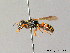  ( - BC ZSM HYM 05694)  @11 [ ] CreativeCommons - Attribution Non-Commercial Share-Alike (2010) Stefan Schmidt SNSB, Zoologische Staatssammlung Muenchen