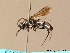  ( - BC ZSM HYM 06340)  @11 [ ] CreativeCommons - Attribution Non-Commercial Share-Alike (2010) Stefan Schmidt SNSB, Zoologische Staatssammlung Muenchen