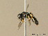  ( - BC ZSM HYM 06352)  @12 [ ] CreativeCommons - Attribution Non-Commercial Share-Alike (2010) Stefan Schmidt SNSB, Zoologische Staatssammlung Muenchen