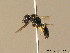  ( - BC ZSM HYM 06353)  @11 [ ] CreativeCommons - Attribution Non-Commercial Share-Alike (2010) Stefan Schmidt SNSB, Zoologische Staatssammlung Muenchen