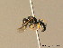  (Lindenius melinopus - BC ZSM HYM 06354)  @13 [ ] CreativeCommons - Attribution Non-Commercial Share-Alike (2010) Stefan Schmidt SNSB, Zoologische Staatssammlung Muenchen