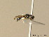  ( - BC ZSM HYM 06359)  @12 [ ] CreativeCommons - Attribution Non-Commercial Share-Alike (2010) Stefan Schmidt SNSB, Zoologische Staatssammlung Muenchen