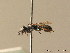  ( - BC ZSM HYM 06187)  @11 [ ] CreativeCommons - Attribution Non-Commercial Share-Alike (2010) Stefan Schmidt SNSB, Zoologische Staatssammlung Muenchen