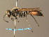  ( - BC ZSM HYM 06558)  @14 [ ] CreativeCommons - Attribution Non-Commercial Share-Alike (2010) Stefan Schmidt SNSB, Zoologische Staatssammlung Muenchen
