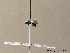  ( - BC ZSM HYM 07330)  @12 [ ] CreativeCommons - Attribution Non-Commercial Share-Alike (2010) Stefan Schmidt SNSB, Zoologische Staatssammlung Muenchen