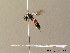  ( - BC ZSM HYM 07361)  @12 [ ] CreativeCommons - Attribution Non-Commercial Share-Alike (2010) Stefan Schmidt SNSB, Zoologische Staatssammlung Muenchen