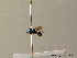  ( - BC ZSM HYM 07399)  @12 [ ] CreativeCommons - Attribution Non-Commercial Share-Alike (2010) Stefan Schmidt SNSB, Zoologische Staatssammlung Muenchen