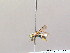  ( - BC ZSM HYM 07810)  @13 [ ] CreativeCommons - Attribution Non-Commercial Share-Alike (2010) Stefan Schmidt SNSB, Zoologische Staatssammlung Muenchen