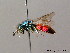  (Chrysura trimaculata - BC ZSM HYM 07993)  @14 [ ] CreativeCommons - Attribution Non-Commercial Share-Alike (2010) Stefan Schmidt SNSB, Zoologische Staatssammlung Muenchen