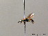  ( - BC ZSM HYM 08016)  @13 [ ] CreativeCommons - Attribution Non-Commercial Share-Alike (2010) Stefan Schmidt SNSB, Zoologische Staatssammlung Muenchen