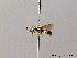  ( - BC ZSM HYM 08017)  @13 [ ] CreativeCommons - Attribution Non-Commercial Share-Alike (2010) Stefan Schmidt SNSB, Zoologische Staatssammlung Muenchen