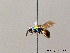  ( - BC ZSM HYM 08027)  @13 [ ] CreativeCommons - Attribution Non-Commercial Share-Alike (2010) Stefan Schmidt SNSB, Zoologische Staatssammlung Muenchen
