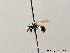  (Hedychridium krajniki - BC ZSM HYM 08029)  @13 [ ] CreativeCommons - Attribution Non-Commercial Share-Alike (2010) Stefan Schmidt SNSB, Zoologische Staatssammlung Muenchen