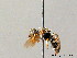  ( - BC ZSM HYM 08109)  @13 [ ] CreativeCommons - Attribution Non-Commercial Share-Alike (2010) Stefan Schmidt SNSB, Zoologische Staatssammlung Muenchen