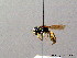  ( - BC ZSM HYM 08172)  @11 [ ] CreativeCommons - Attribution Non-Commercial Share-Alike (2010) Stefan Schmidt SNSB, Zoologische Staatssammlung Muenchen
