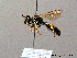  ( - BC ZSM HYM 08175)  @13 [ ] CreativeCommons - Attribution Non-Commercial Share-Alike (2010) Stefan Schmidt SNSB, Zoologische Staatssammlung Muenchen