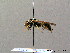  ( - BC ZSM HYM 08210)  @13 [ ] CreativeCommons - Attribution Non-Commercial Share-Alike (2010) Stefan Schmidt SNSB, Zoologische Staatssammlung Muenchen