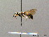  ( - BC ZSM HYM 08211)  @13 [ ] CreativeCommons - Attribution Non-Commercial Share-Alike (2010) Stefan Schmidt SNSB, Zoologische Staatssammlung Muenchen