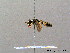  ( - BC ZSM HYM 08248)  @12 [ ] CreativeCommons - Attribution Non-Commercial Share-Alike (2010) Stefan Schmidt SNSB, Zoologische Staatssammlung Muenchen