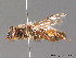  ( - BC ZSM HYM 09268)  @11 [ ] CreativeCommons - Attribution Non-Commercial Share-Alike (2011) Stefan Schmidt SNSB, Zoologische Staatssammlung Muenchen