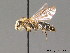  ( - BC ZSM HYM 09272)  @11 [ ] CreativeCommons - Attribution Non-Commercial Share-Alike (2011) Stefan Schmidt SNSB, Zoologische Staatssammlung Muenchen