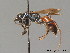  ( - BC ZSM HYM 09293)  @11 [ ] CreativeCommons - Attribution Non-Commercial Share-Alike (2011) Stefan Schmidt SNSB, Zoologische Staatssammlung Muenchen