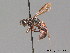  (Aporus unicolor - BC ZSM HYM 09296)  @14 [ ] CreativeCommons - Attribution Non-Commercial Share-Alike (2011) Stefan Schmidt SNSB, Zoologische Staatssammlung Muenchen
