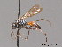  ( - BC ZSM HYM 09308)  @11 [ ] CreativeCommons - Attribution Non-Commercial Share-Alike (2011) Stefan Schmidt SNSB, Zoologische Staatssammlung Muenchen