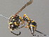  ( - BC ZSM HYM 09883)  @13 [ ] CreativeCommons - Attribution Non-Commercial Share-Alike (2011) Stefan Schmidt SNSB, Zoologische Staatssammlung Muenchen