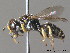  ( - BC ZSM HYM 09905)  @15 [ ] CreativeCommons - Attribution Non-Commercial Share-Alike (2011) Stefan Schmidt SNSB, Zoologische Staatssammlung Muenchen
