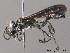  ( - BC ZSM HYM 09911)  @13 [ ] CreativeCommons - Attribution Non-Commercial Share-Alike (2011) Stefan Schmidt SNSB, Zoologische Staatssammlung Muenchen