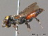  ( - BC ZSM HYM 09923)  @14 [ ] CreativeCommons - Attribution Non-Commercial Share-Alike (2011) Stefan Schmidt SNSB, Zoologische Staatssammlung Muenchen