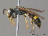  (Cerceris hortivaga - BC ZSM HYM 09924)  @14 [ ] CreativeCommons - Attribution Non-Commercial Share-Alike (2011) Stefan Schmidt SNSB, Zoologische Staatssammlung Muenchen