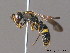  ( - BC ZSM HYM 09926)  @13 [ ] CreativeCommons - Attribution Non-Commercial Share-Alike (2011) Stefan Schmidt SNSB, Zoologische Staatssammlung Muenchen