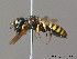  ( - BC ZSM HYM 09935)  @13 [ ] CreativeCommons - Attribution Non-Commercial Share-Alike (2011) Stefan Schmidt SNSB, Zoologische Staatssammlung Muenchen