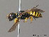  ( - BC ZSM HYM 09936)  @14 [ ] CreativeCommons - Attribution Non-Commercial Share-Alike (2011) Stefan Schmidt SNSB, Zoologische Staatssammlung Muenchen