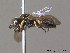  ( - BC ZSM HYM 09938)  @13 [ ] CreativeCommons - Attribution Non-Commercial Share-Alike (2011) Stefan Schmidt SNSB, Zoologische Staatssammlung Muenchen