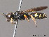  ( - BC ZSM HYM 09947)  @14 [ ] CreativeCommons - Attribution Non-Commercial Share-Alike (2011) Stefan Schmidt SNSB, Zoologische Staatssammlung Muenchen