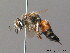  ( - BC ZSM HYM 09949)  @14 [ ] CreativeCommons - Attribution Non-Commercial Share-Alike (2011) Stefan Schmidt SNSB, Zoologische Staatssammlung Muenchen