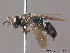  (Tachysphex helveticus - BC ZSM HYM 09952)  @14 [ ] CreativeCommons - Attribution Non-Commercial Share-Alike (2011) Stefan Schmidt SNSB, Zoologische Staatssammlung Muenchen
