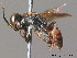  ( - BC ZSM HYM 09956)  @12 [ ] CreativeCommons - Attribution Non-Commercial Share-Alike (2011) Stefan Schmidt SNSB, Zoologische Staatssammlung Muenchen