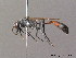 ( - BC ZSM HYM 09960)  @12 [ ] CreativeCommons - Attribution Non-Commercial Share-Alike (2011) Stefan Schmidt SNSB, Zoologische Staatssammlung Muenchen