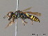  ( - BC ZSM HYM 09965)  @13 [ ] CreativeCommons - Attribution Non-Commercial Share-Alike (2011) Stefan Schmidt SNSB, Zoologische Staatssammlung Muenchen