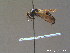  ( - BC ZSM HYM 10546)  @12 [ ] CreativeCommons - Attribution Non-Commercial Share-Alike (2011) Stefan Schmidt SNSB, Zoologische Staatssammlung Muenchen