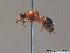  ( - BC ZSM HYM 10550)  @13 [ ] CreativeCommons - Attribution Non-Commercial Share-Alike (2011) Stefan Schmidt SNSB, Zoologische Staatssammlung Muenchen